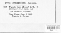 Uromyces junci image